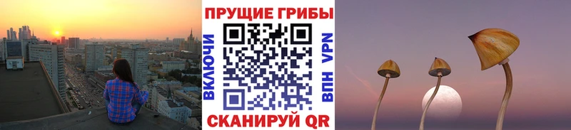 Псилоцибиновые грибы Psilocybine cubensis  Купить  Камышлов 
